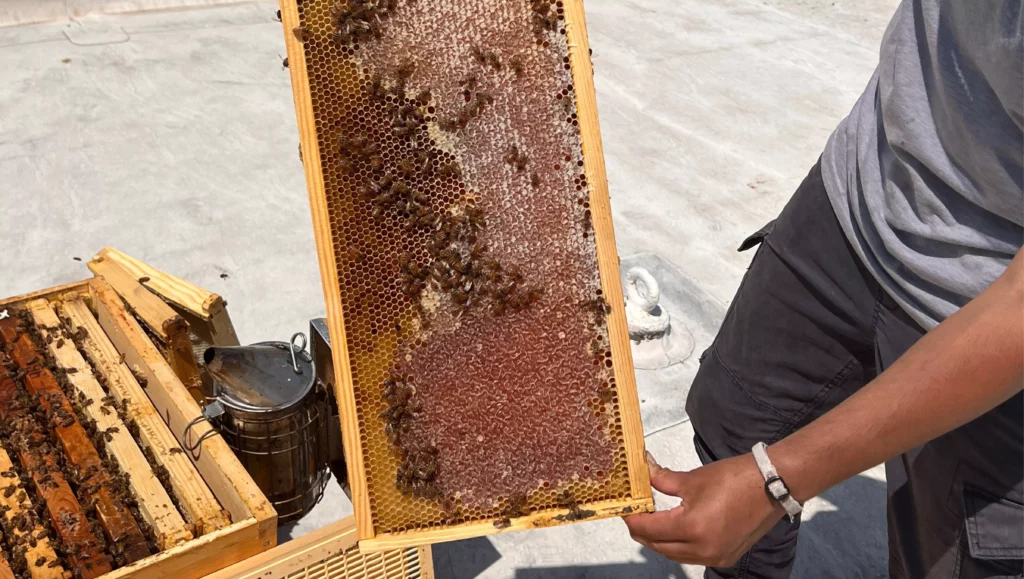Shopcore Urbanbeekeeping 4